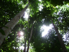 dipanwita0004