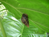 dipanwita0005