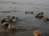 dipanwita0010