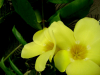 dipanwita0034