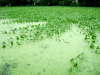 dipanwita0036